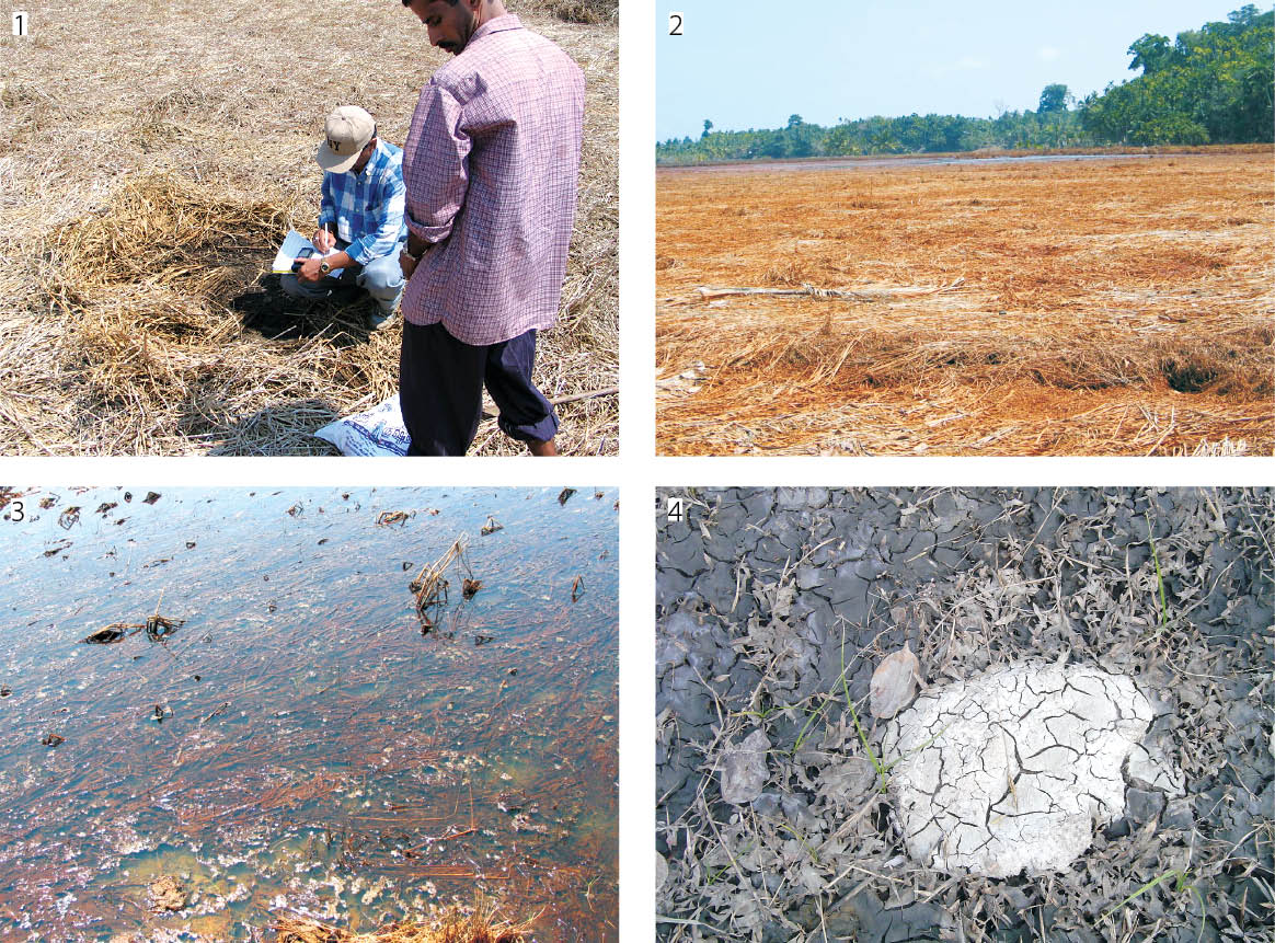 Impact of Tsunami on Soils of South Andaman